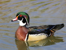 American Wood Duck (WWT Slimbridge April 2011) - pic by Nigel Key